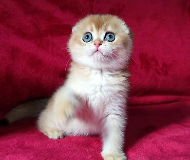 Продажа кошек: Скотиш Фолд (Шотландская вислоухая), 2 месяца, Мальчик, Золотая шиншилла — 18