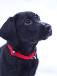 продать собаку срочно: Лабрадор-ретривер, 2 месяца, Самец, С родословной