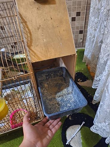 qefes satisi: Salam 1 cüt korella quşu satılır yem qabı su qabı qəfəsi və yuvası var — 4