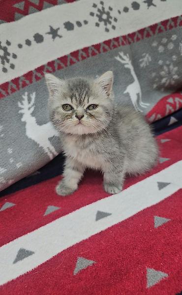 quş: Tabbi, Erkək, Yaxşı əllərə, Ünvandan götürmə — 7