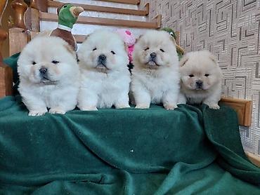 Psi: Chow chow-cau cau! stenad najlepsi poklon deci otac m- lav chsrb 3x — 9