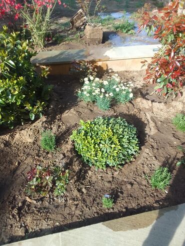 Torf: Torf kakabit peyin qara torpaq satışı 150 ədədən çox alana -da lalafo.az — 16 Torf: Torf kakabit peyin qara torpaq satışı 150 ədədən çox alana — 16