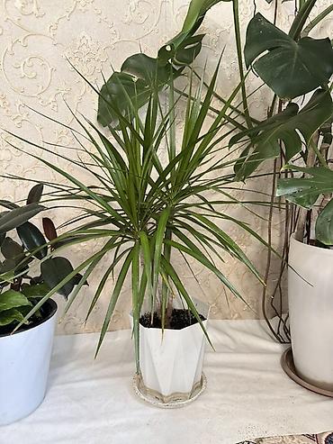 Драцены и Сансевиерии: Драцена маргината (Dracaena marginata) в горшке. - Компактное — 2