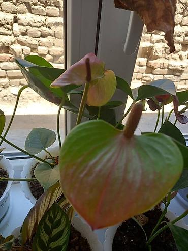Антуриумы: Антуриум (Anthurium andreanum) в горшке. - Эффектные красные — 9