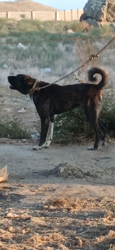 продажа собак в баку: Qurdbasar, 3 il, Erkek, Peyvəndli, Rayonlara çatdırılma