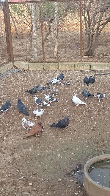 Göyərçinlər: Satılır — 4