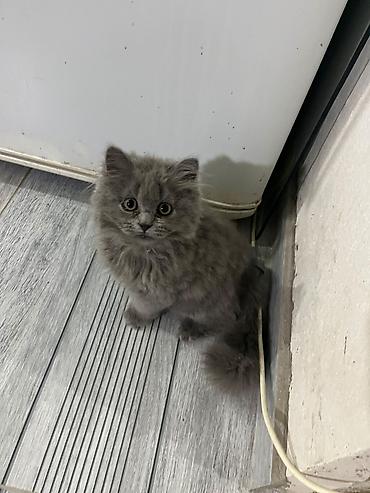 🐱 British Longhair balası satılır 3 aylıq, çox şirin və sağlam pişik