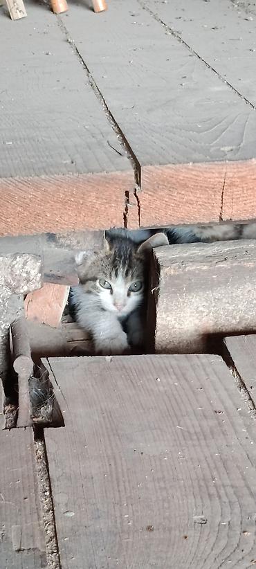 корм для котят: Кошка даром: Беспородная, 1 месяц, Мальчик, Приучена к лотку — 3