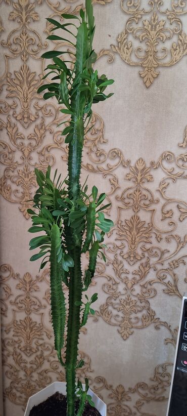 Другие комнатные растения: Продаю цветок офисный 70см высота — 5