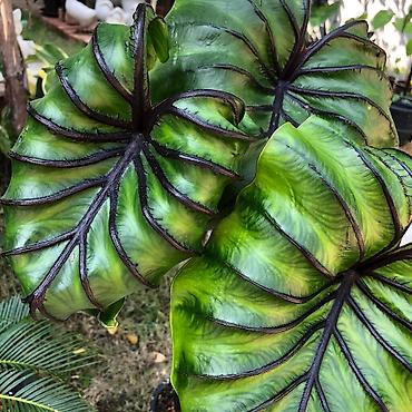 аквариум балыктары: Монстера Monstera 'Aurea Neon' / 'Lemon Lime'). Продажа!!! Монстера — 7
