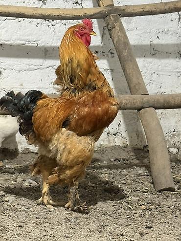 брама лаванда: Продаю | Петух | Брама | Для разведения — 1