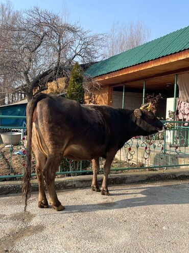 Коровы, быки: Продаю | Корова (самка) | Алатауская, Швицкая | Для разведения, Для молока — 4