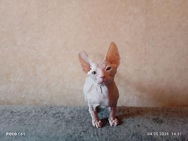 Продажа кошек: Продажа кошек — 8