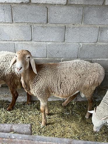 Продаю | Баран (самец) | Для разведения at lalafo.kg — 1 Продаю | Баран (самец) | Для разведения — 1