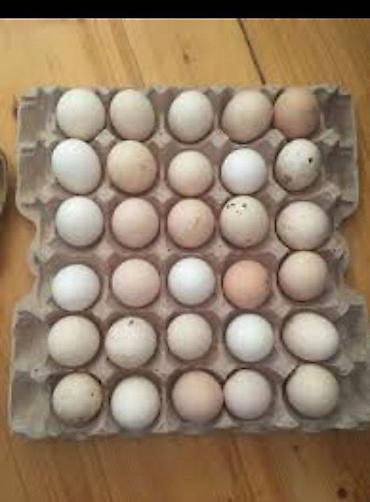Kənd yumurtası təmiz mayalı 80 85 faiz çıxış 26 qəpik kim istəsə zakaz