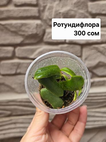 хойи: Хойи
Цены и названия на фото — 2