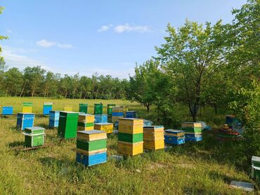 отдам в добрые руки: Qazax rayon Qarayazı meşəsindən toplanmış 100% təbii və qatqısız meşə