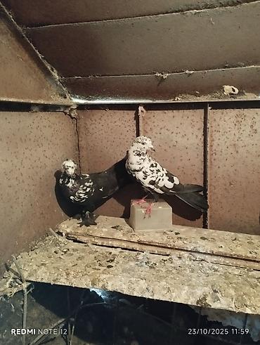 Göyərçinlər: Tam sağlam 10 quş,tək tək ayrı qiymət real alıcıya endirimdə olacaq — 6