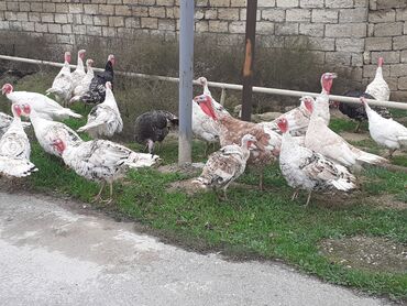 Hinduşka: Erkək, Ətlik, Ödənişli çatdırılma — 5