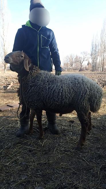 Баран, овца: Продаю | Баран (самец) | Гиссарская | На забой, Для разведения | Осеменитель — 2