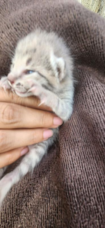 qarğa balası satılır: GÖYÇAYDA TƏCİLİ! Mavi gözlü cins pişik balası pulsuz verilir — 7
