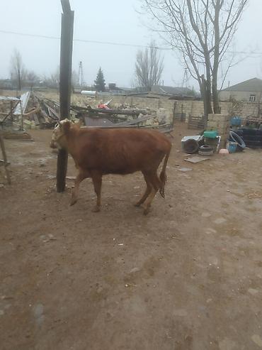 Dana, buzov: Qara mal – dişi dana/sığır - Rəng: qırmızı-qonur, alnı və burnu ağ — 3