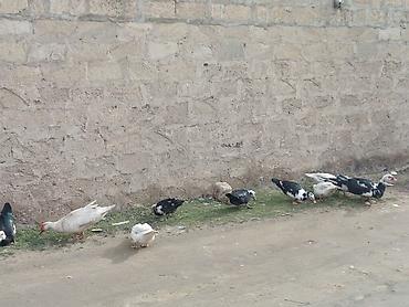 Ördəklər: 2 Erkey 10 dişi yumurtamaq üzredi CİDİ fikri olan YASİN burda ve ya — 13