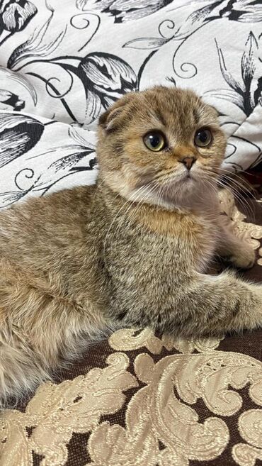 шотландский вислоухий котенок: Шотландская вислоухая кошка (Scottish Fold) - Окрас: теплый