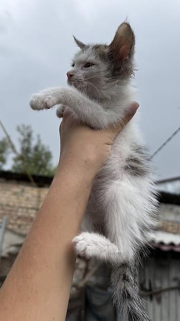 Отдам даром кошку: Котята: мальчик и девочка К латку приучены, игривые кушают очень — 16