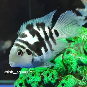 аквариум с рыбками: Рыбки аквариумные. Прекрасны на подарок