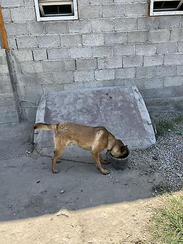Продажа собак: Овчарка, 1 год, Самец — 10