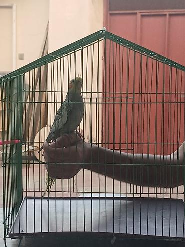 heyvanlar quşlar: 7 aylıq qızgın erkek tutuquşu, Cicikuş, babacık deyir. Bala vaxtından — 3
