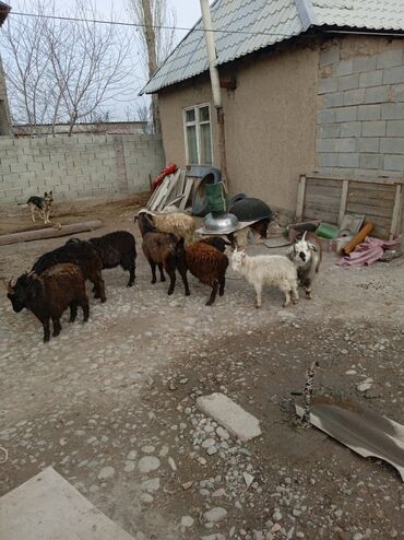Козы, козлы: Продаю | Козлёнок | Для разведения at lalafo.kg — 6 Козы, козлы: Продаю | Козлёнок | Для разведения — 6