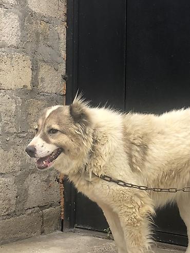 balaca it cinsləri: 2 il, Dişi — 2