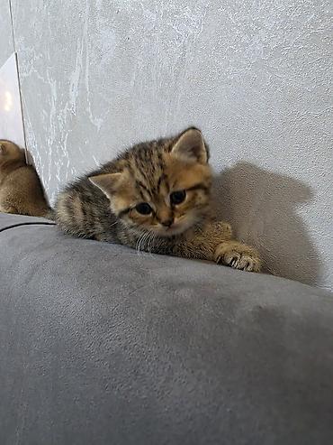Кошки: Шотландская вислоухая — 6