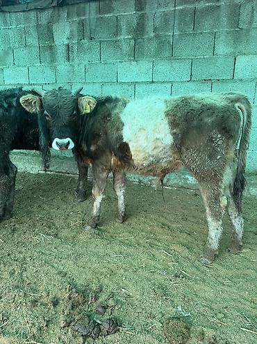 Коровы, быки: Продаю | Бык (самец) — 2