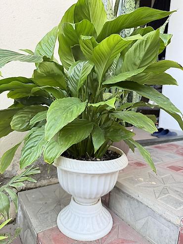 guller: Güllər satılır: - Qılınc gülü (Sansevieria): böyük boy, dibi doludur — 2