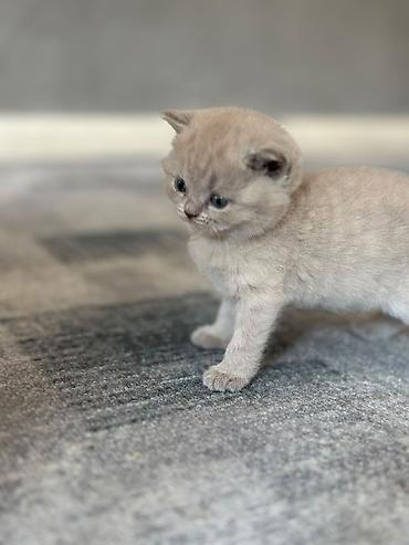 возьму кота: Шотландские вислоухие котята (Scottish Fold), окрас голубой — 1
