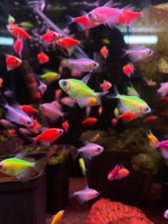 Аквариумы: Здравствуйте! 🌿 Вас приветствует магазин аквариумистики Green Aqua. У at lalafo.kg — 1 Аквариумы: Здравствуйте! 🌿 Вас приветствует магазин аквариумистики Green Aqua. У — 1