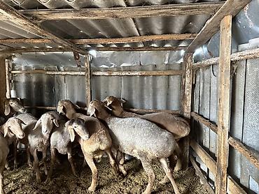 Баран, овца: Продаю | Баран (самец) | Арашан — 7