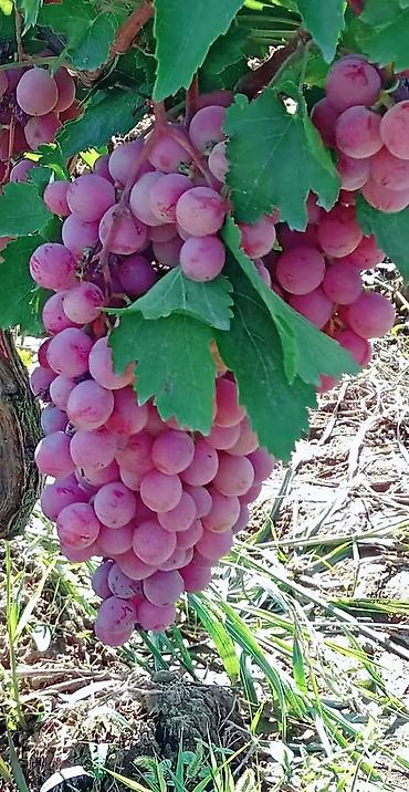 Meyvə və giləmeyvə: Məhsul: Qırmızı/çəhrayı süfrə üzümü (salxım) - Böyük, sıx salxımlar; — 1