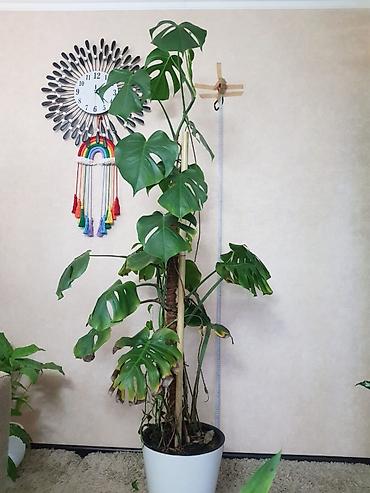 Монстеры: Продаются комнатные растения. Выращенные в домашних условиях и — 4