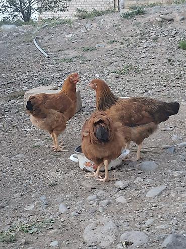Kənd təsərrüfatı quşları: Toyuq, Yumurtalıq — 2