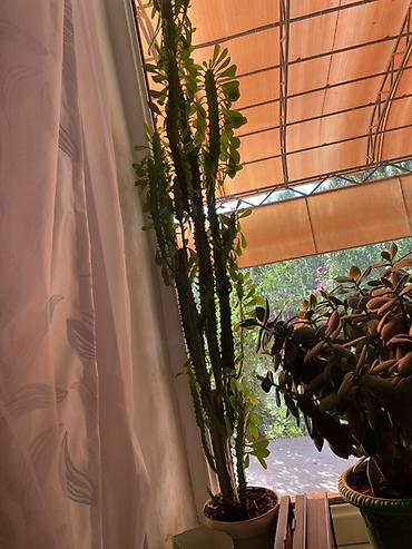 Молочаи: Суккуленты в горшках 1) Денежное дерево (Crassula ovata) - Крупное — 8