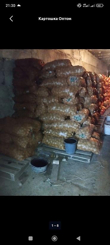 Картошка Джелли, Оптом at lalafo.kg Картошка Джелли, Оптом