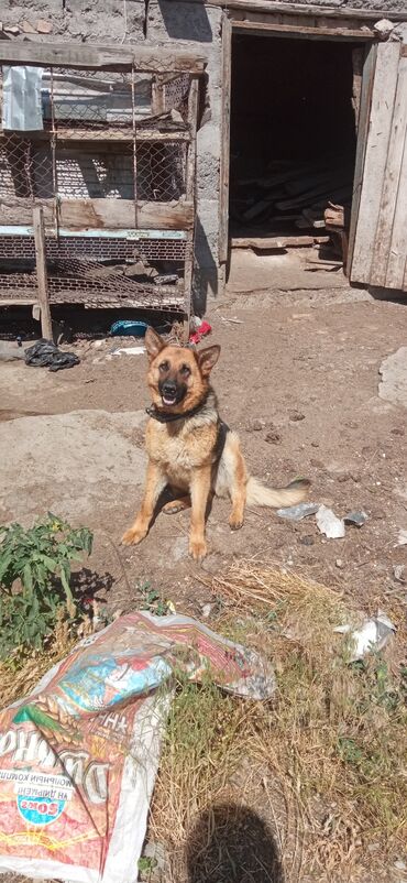 продаю охотничий собаку дратхар: Немец,девочка,3года.Не больная