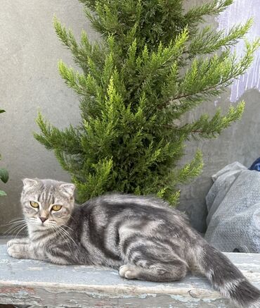 Akvarium aksessuar və ləvazimatları: Şotland yastı qulaq