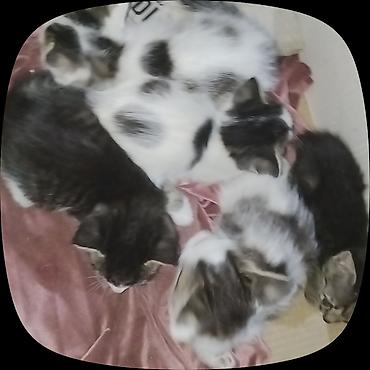 Отдам даром кошку: Котята, окрасы: бело-серый, серо-полосатый (табби). Возраст примерно — 8