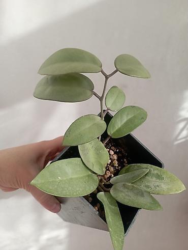 Хойи: Хойи в продаже! Номер по фото, названия и цены указаны: #1 — 19