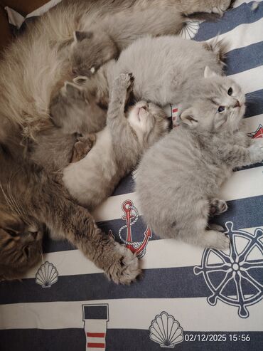 Pişiklər: Boz rəngli balaca pişiklər – yumşaq tüklü, iri qara gözlü, qısa — 11